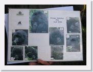 12SabyinyoGroup - 09 * Gorilla nose prints are unique and the pattern is used to identify individuals and it is easier to see from a distance than finger prints!
